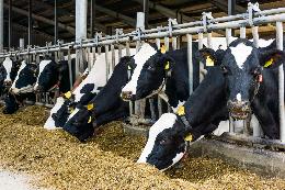 Минсельхоз не будет возмещать расходы на корма производителям молока